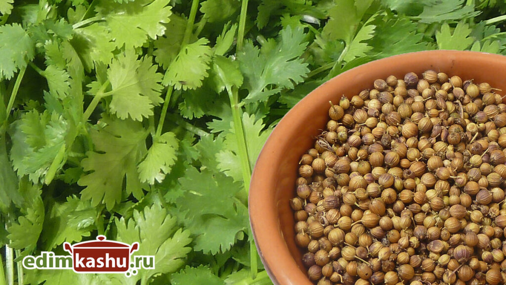 заготовка кориандра