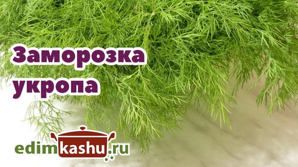 Заморозка укропа на зиму