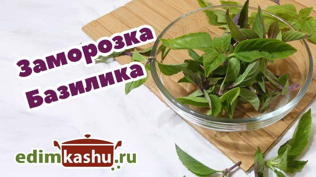 как заморозить базилик